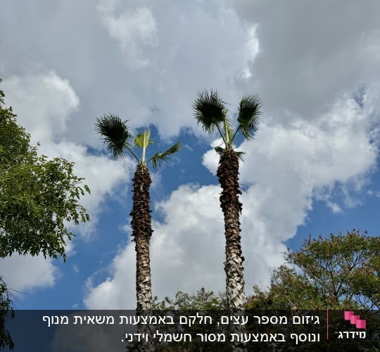שתי עצי דקל גבוהים עם עלים גזומים